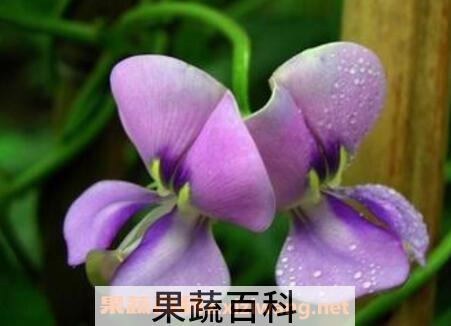 豇豆花的作用与功效