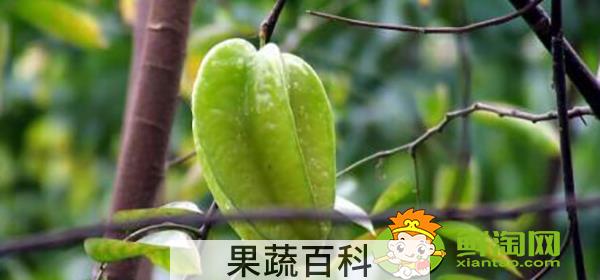 杨桃树为什么不结果，杨桃树结果时怎样下肥