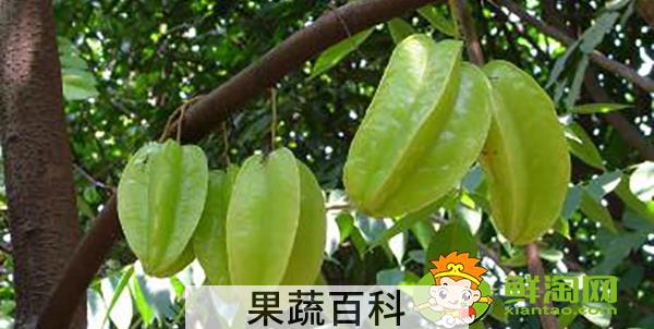 杨桃树为什么不结果，杨桃树结果时怎样下肥