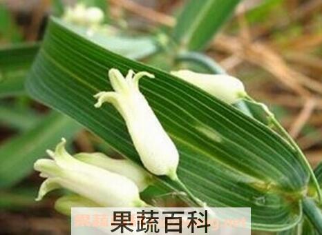 笔管菜的功效与作用