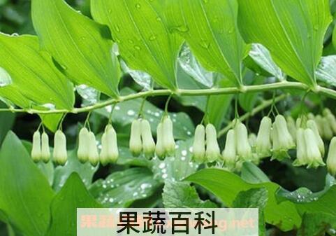 笔管菜的功效与作用