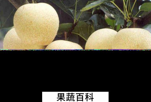 果蔬百科雪梨不能和什么一起吃