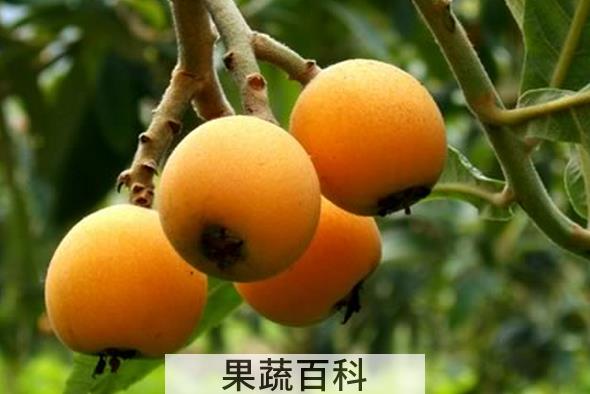 果蔬百科枇杷不能和什么一起吃