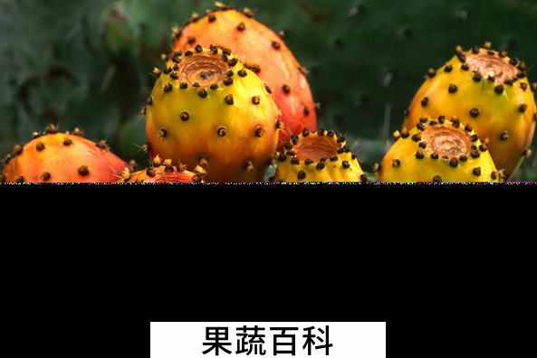 果蔬百科仙人掌果的功效与作用