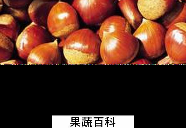 果蔬百科栗子的药用价值