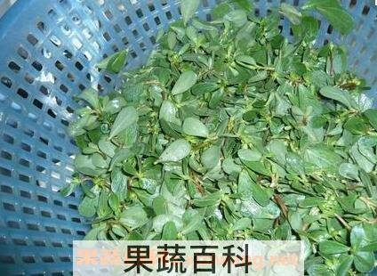 麻杂菜的功效与作用