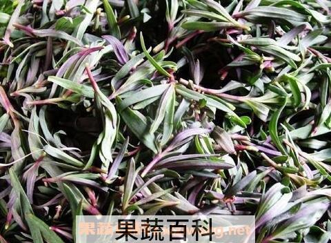 麻杂菜的功效与作用