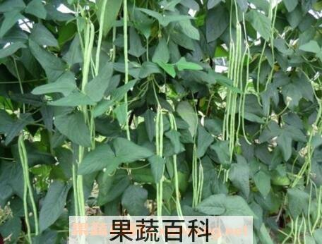  豇豆根的药用功效