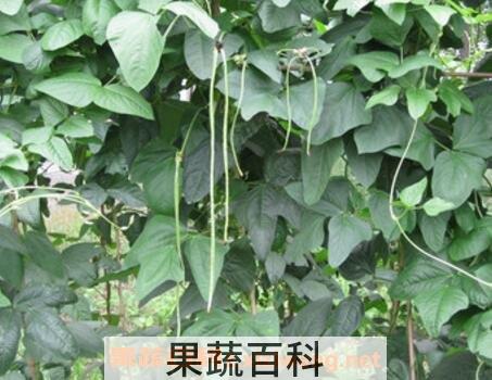  豇豆根的药用功效