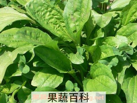 车轱辘菜的功效与作用