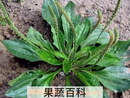 车轱辘菜的功效与作用