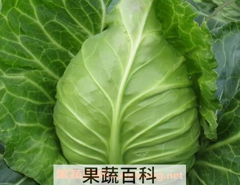 牛心菜的功效与作用