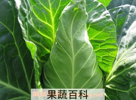 牛心菜的功效与作用