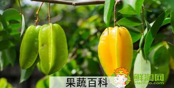 买来的杨桃不熟怎么办，杨桃和什么放在一起熟的快