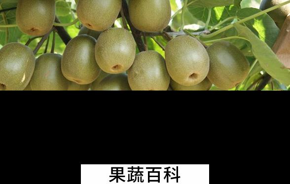果蔬百科猕猴桃的营养价值与功效