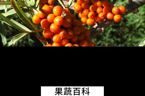 果蔬百科沙棘的营养价值与功效