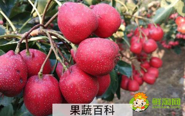 山楂什么时候熟，山楂最佳产地在哪里