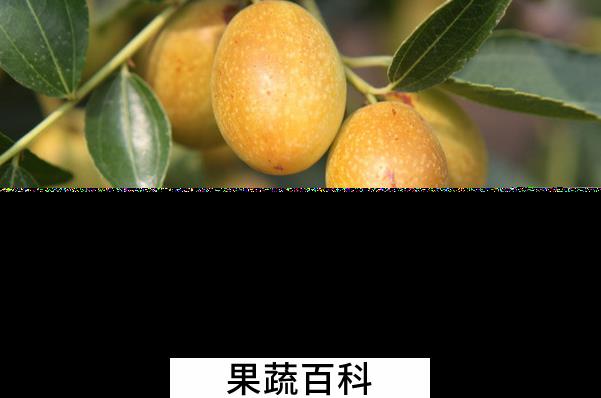 果蔬百科鲜枣的功效与作用