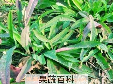 大苦菜的功效与作用