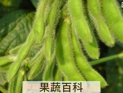 嫩黄豆的功效与作用
