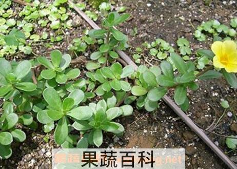 马茦菜的功效与作用