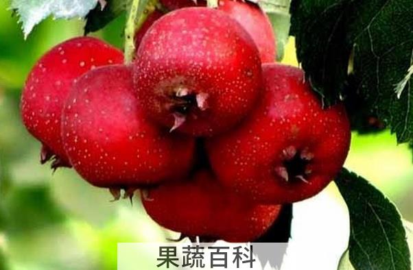 果蔬百科哪些人不适合吃山楂