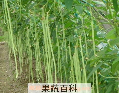 缸豆和豇豆有什么区别