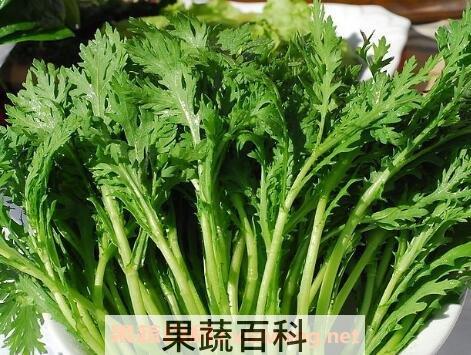 菊花菜的作用与功效