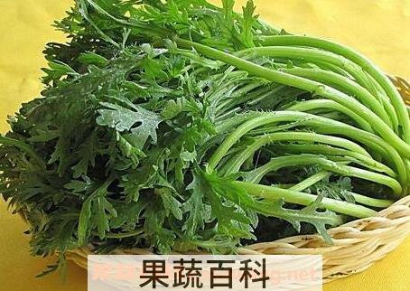菊花菜的作用与功效