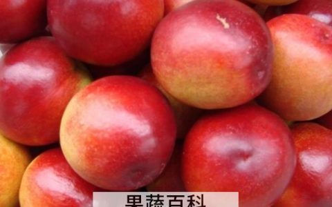 吃油桃的好处与坏处是什么 吃油桃的好处与坏处有哪些