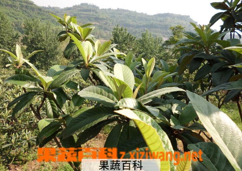 果蔬百科新鲜枇杷叶的副作用