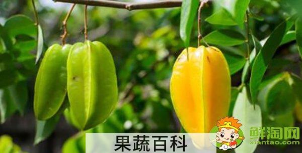 杨桃一天可以吃几个，杨桃有什么营养成分