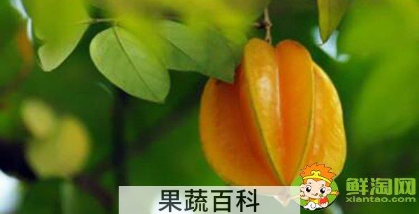 杨桃一天可以吃几个，杨桃有什么营养成分
