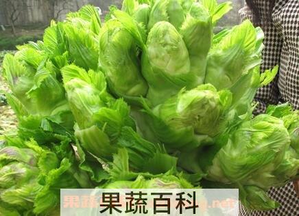 马儿菜的功效与作用