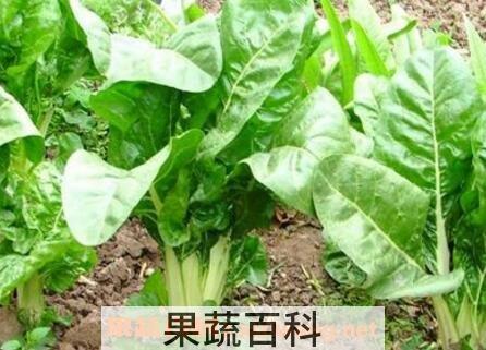 莙达菜的功效与作用