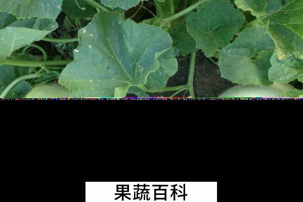 果蔬百科白兰瓜的功效与作用
