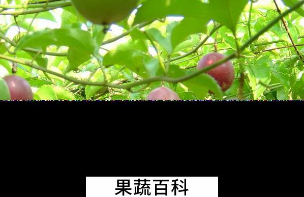 果蔬百科西番莲的药用价值与功效