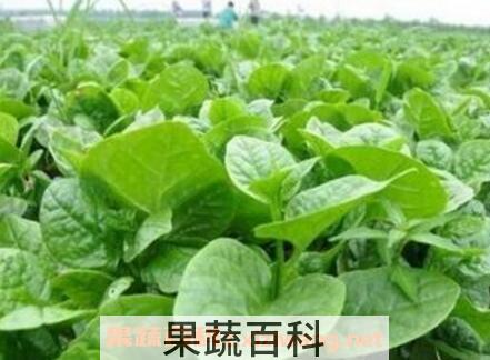 藤菜的功效与作用