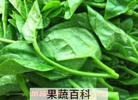 藤菜的功效与作用