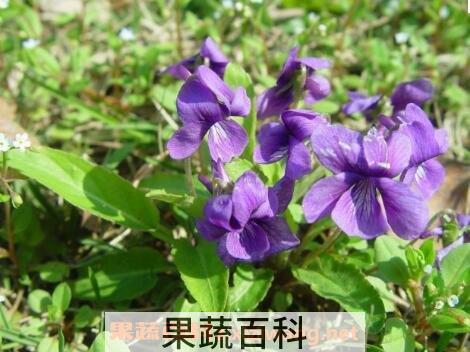 紫花苦菜的功效与作用及副作用