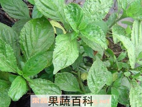 紫花苦菜的功效与作用及副作用