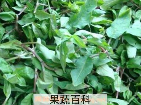 马兰菜的功效与作用