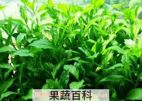 马兰菜的功效与作用