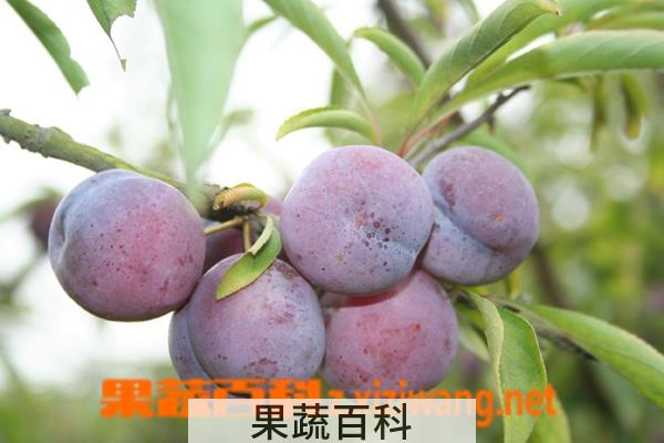 果蔬百科脆果的功效与作用