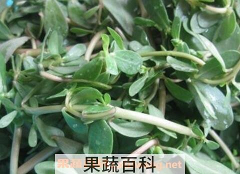 马子菜的功效与作用
