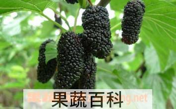 果蔬百科桑葚泡水喝的功效与作用