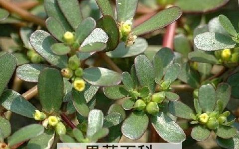 麻齿菜的功效与作用及禁忌 麻齿菜的功效与作用及食用方法视频