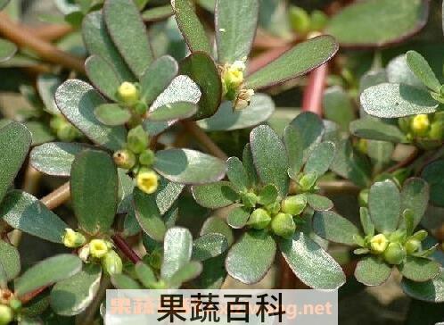 麻齿菜的功效与作用