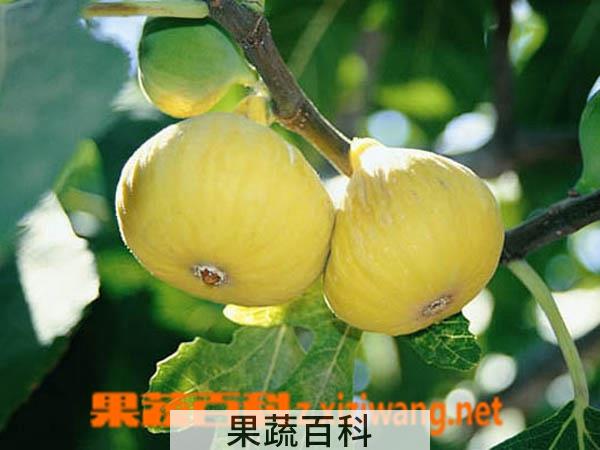 果蔬百科早黄的功效与作用