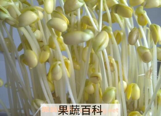 黄豆芽怎么发 黄豆芽培育技术